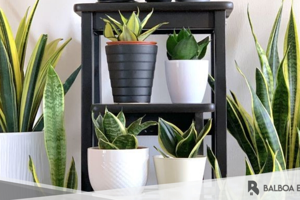 Jenis-Jenis Tanaman Hias yang Umum Dipelihara di Rumah