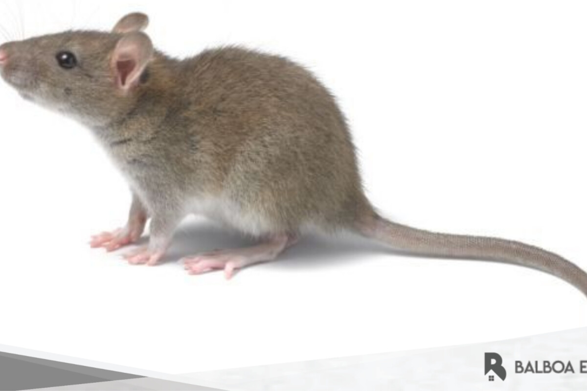 Cara Membasmi Tikus di Rumah