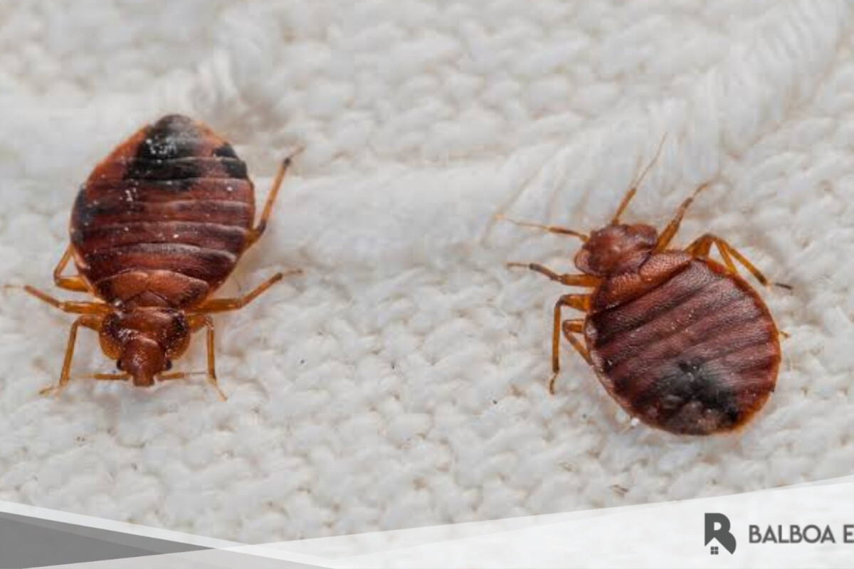 Cara Mengusir Kutu Kasur di Rumah