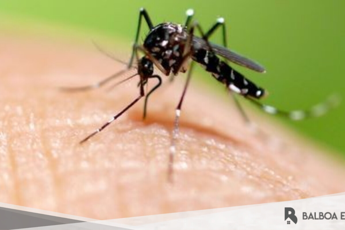 Tips Merawat Rumah agar Terhindar dari Nyamuk