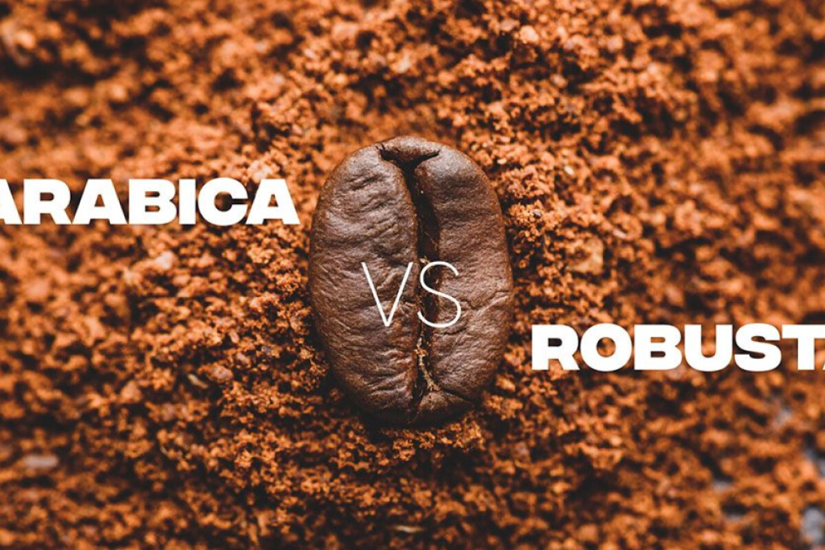 Perbedaan Kopi Arabica dan Robusta