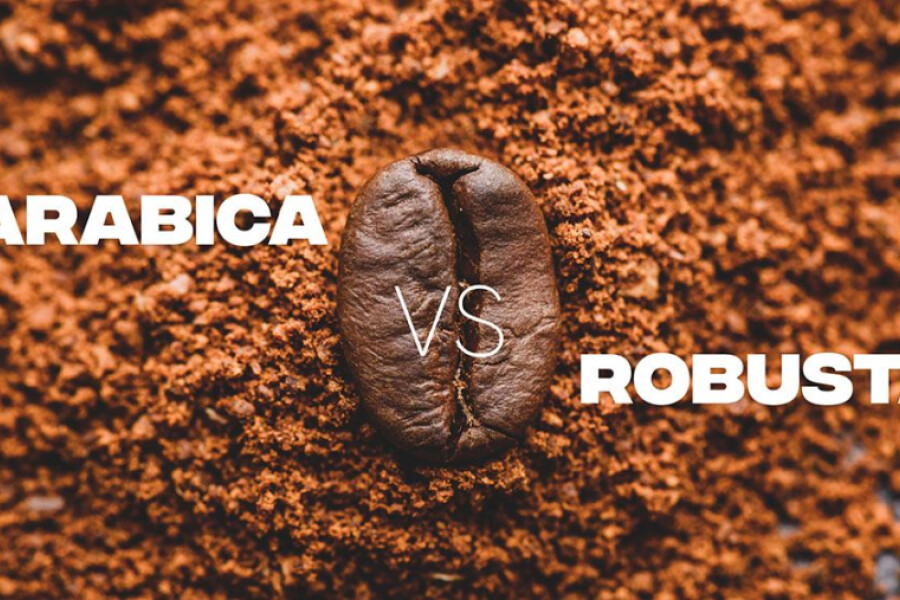 Perbedaan Kopi Arabica dan Robusta